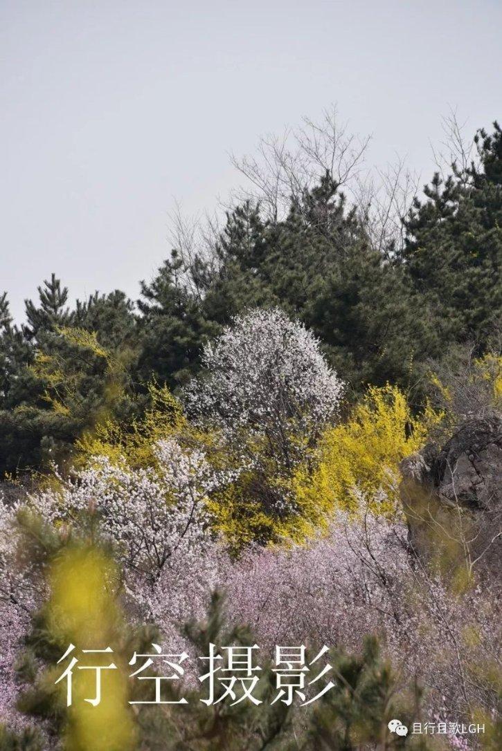 瑞虎3调节后视镜旁边的狗头按钮是什么？游戏画面